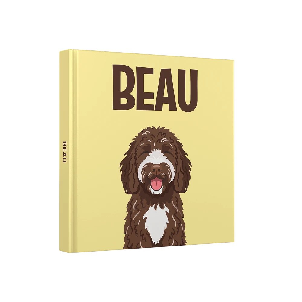 Labradoodle Schokolade
